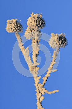 Winter Frozen echinops thistles plant