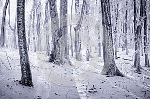 Winter in a frozen forest
