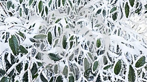 Winter frozen green leaves, texture, background