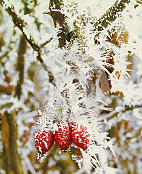 Winter frozen group of rosehip berries covered with ice
