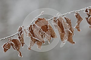 Winter frozen leaves close-up with the snow isolated