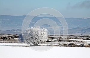 Winter Frozen Meadow and Trees Mountain Background