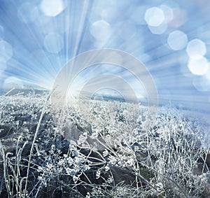 Winter frozen plant