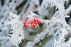 Winter frozen rose hips with ice crystals