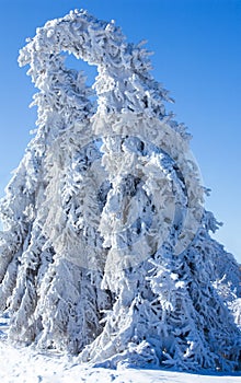 Winter - frozen tree