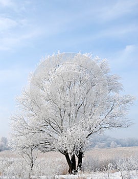 Winter frozen tree