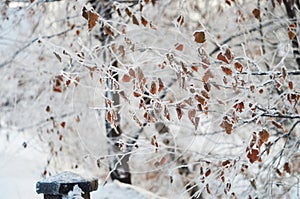 Winter frozen tree branches