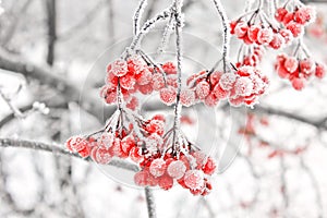 Winter Frozen Viburnum Under Snow. Viburnum In The Snow. First snow. Beautiful winter