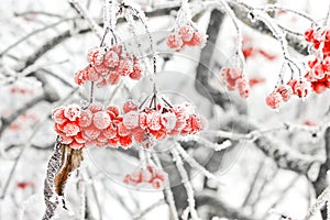 Winter Frozen Viburnum Under Snow. Viburnum In The Snow. First snow. Beautiful winter