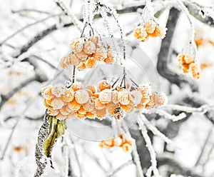 Winter Frozen Viburnum Under Snow. Viburnum In The Snow. First snow. Beautiful winter