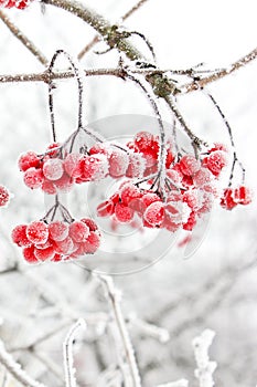 Winter Frozen Viburnum Under Snow. First snow