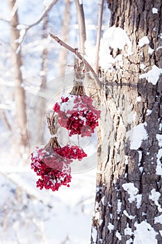 Winter Frozen Viburnum Under Snow. Viburnum In The Snow. Autumn and snow. Beautiful winter. Winter wind. Icicles. Frost