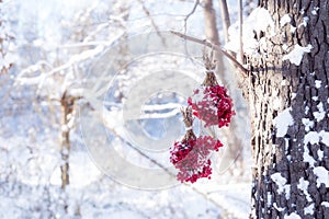 Winter Frozen Viburnum Under Snow. Viburnum In The Snow. Autumn and snow. Beautiful winter. Winter wind. Icicles. Frost