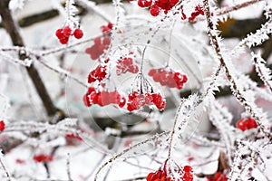 Winter Frozen Viburnum Under Snow. Viburnum In The Snow. First snow. Autumn and snow. Beautiful winter. Winter wind. Icicles.