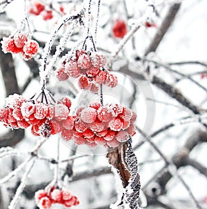 Winter Frozen Viburnum Under Snow. Viburnum In The Snow. First snow. Beautiful winter