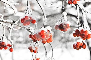 Winter Frozen Viburnum Under Snow. Viburnum In The Snow. First snow. Beautiful winter