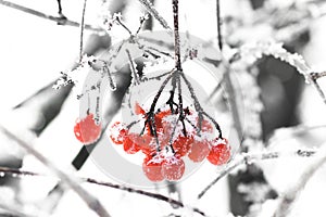 Winter Frozen Viburnum Under Snow. Viburnum In The Snow. First snow. Beautiful winter