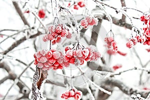 Winter Frozen Viburnum Under Snow. Viburnum In The Snow. First snow. Beautiful winter