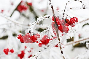 Winter Frozen Viburnum Under Snow.