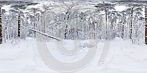 Winter full spherical hdri panorama 360 degrees angle view on path in snowy pinery forest  in equirectangular projection. VR AR