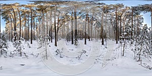 Winter full spherical hdri panorama 360 degrees angle view in snowy pinery forest with blue sky and sunny day in equirectangular
