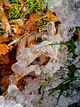 Winter fun photos frozen ice grass green and brown leaves