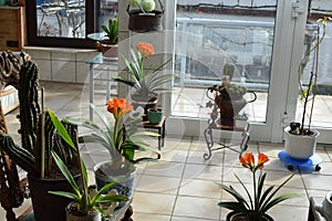 winter garden with cactus and clivia lily