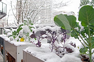 A winter garden covered in a blanket of snow