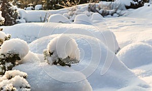 Winter garden covered with a thick layer of white fluffy snow on a sunny day. Natural winter background