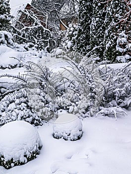 Winter garden with decorative evergreen boxwood Buxus Sempervirens covered with white snow. Gardening concept