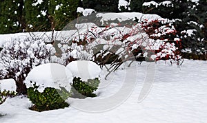 Winter garden with decorative shrubs and shaped yew and boxwoods, Buxus, covered with snow. Gardening concept.