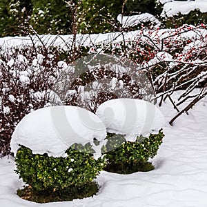 Winter garden with decorative shrubs and shaped yew and boxwoods, Buxus, covered with snow. Gardening concept.