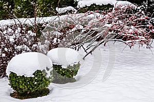 Winter garden with decorative shrubs and shaped yew and boxwoods, Buxus, covered with snow. Gardening concept.