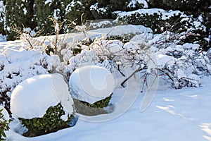 Winter garden with decorative shrubs and shaped yew and boxwoods, Buxus, covered with snow. Gardening concept.