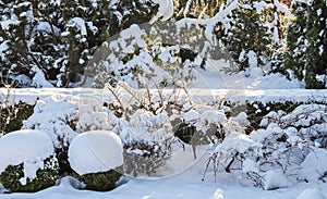 Winter garden with decorative shrubs and shaped yew and boxwoods, Buxus, covered with snow. Gardening concept.