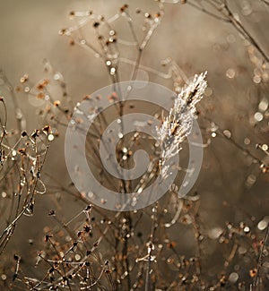 Winter garden dried flowers with golden light, bokeh and spider webs