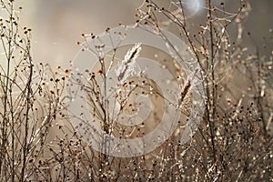 Winter garden dried flowers with golden light, bokeh and spider webs