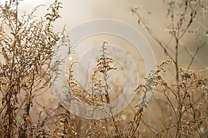 Winter garden dried flowers with golden light and spider webs