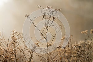 Winter garden dried flowers with golden light and spider webs