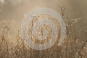 Winter garden dried flowers with golden light and spider webs