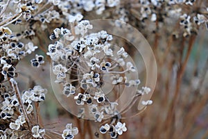 Winter in the garden. Seeds garlic chives ,Allium tuberosum. Medicinal plants, herbs in the organic garden . Blurred