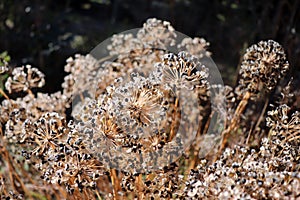 Winter in the garden. Seeds, garlic chives, Allium tuberosum. Medicinal plants and herbs in the organic garden. Blurred