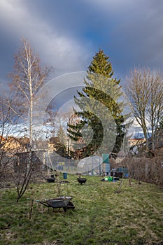 Winter garden without snow with greenhouse and spruce tree
