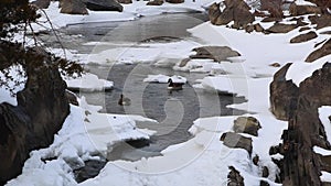 Winter Geese Swimming - Great Falls National Park