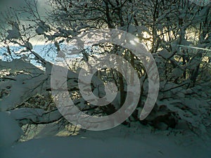 Winter in Georgia`s mountains. Tree in sunlights