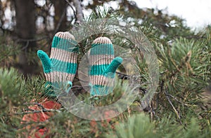 Winter gloves and fir