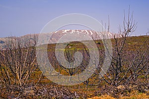 Winter in the Golan Heights and Mount Hermon in the background in northeastern Israel.