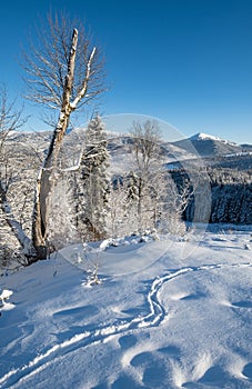 Winter Gorgany massiv mountains scenery view from Yablunytsia pass, Carpathians, Ukraine