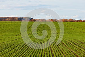 Winter grain crops green field background