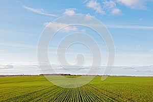 Winter grain crops green field and clouds blue sky photo